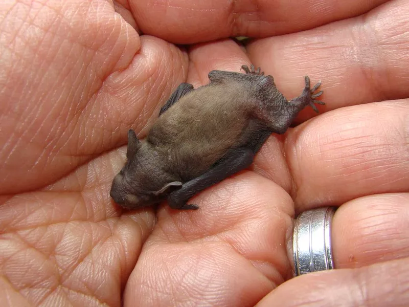 Baby Bat