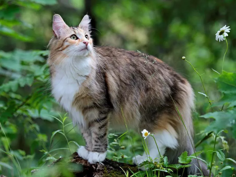 Norwegian Forest