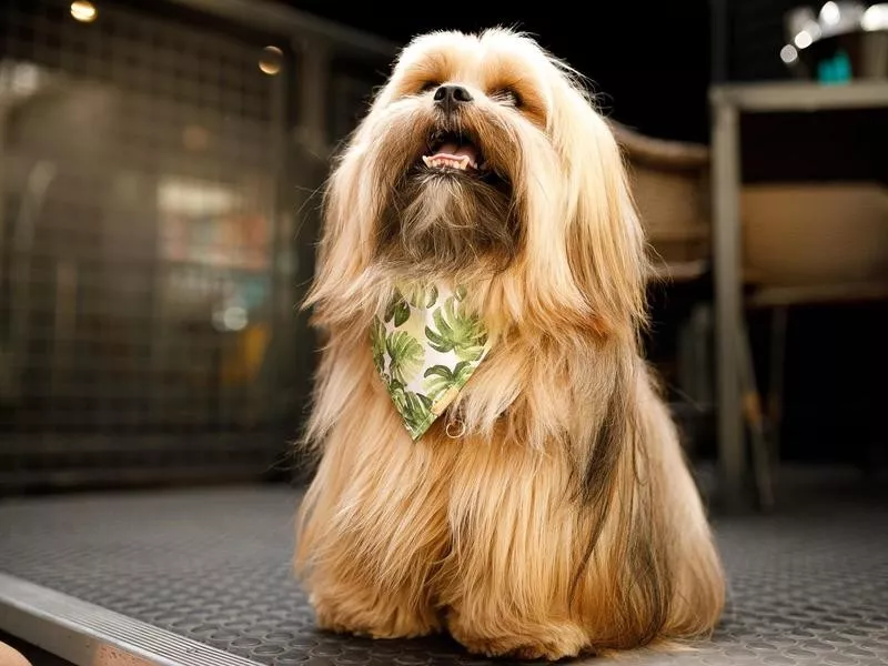 Lhasa Apso