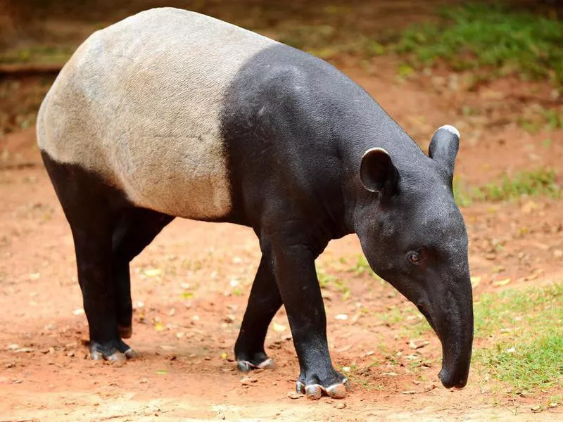 Malayan Tapir