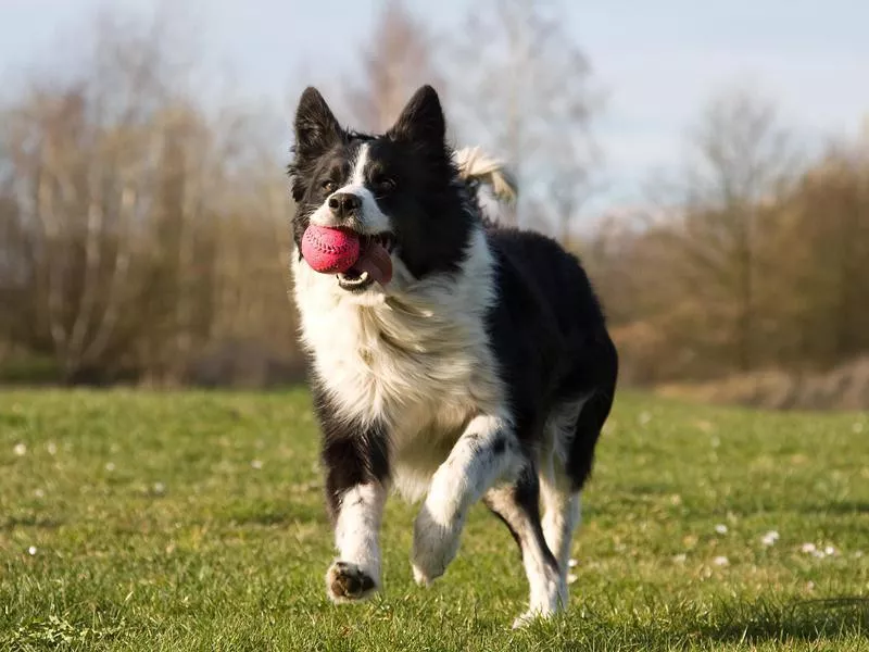 Border Collie