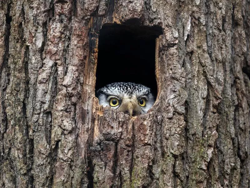 Northern hawk owl