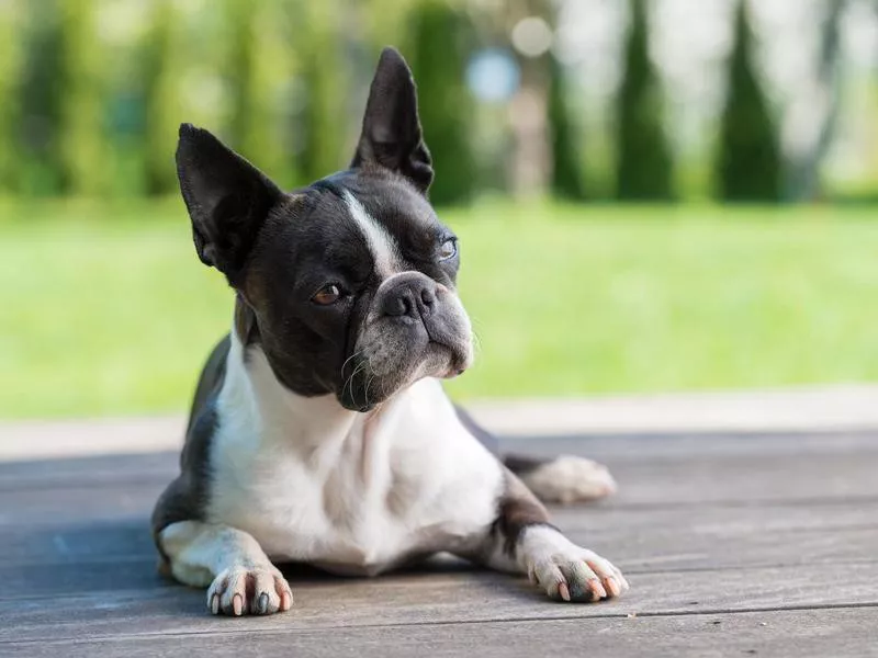 Boston Terrier