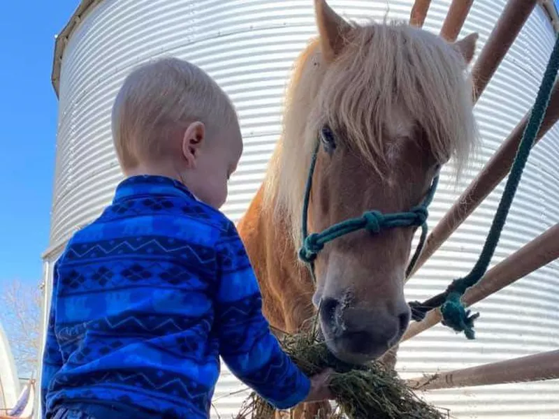 Child feeding quarter pony