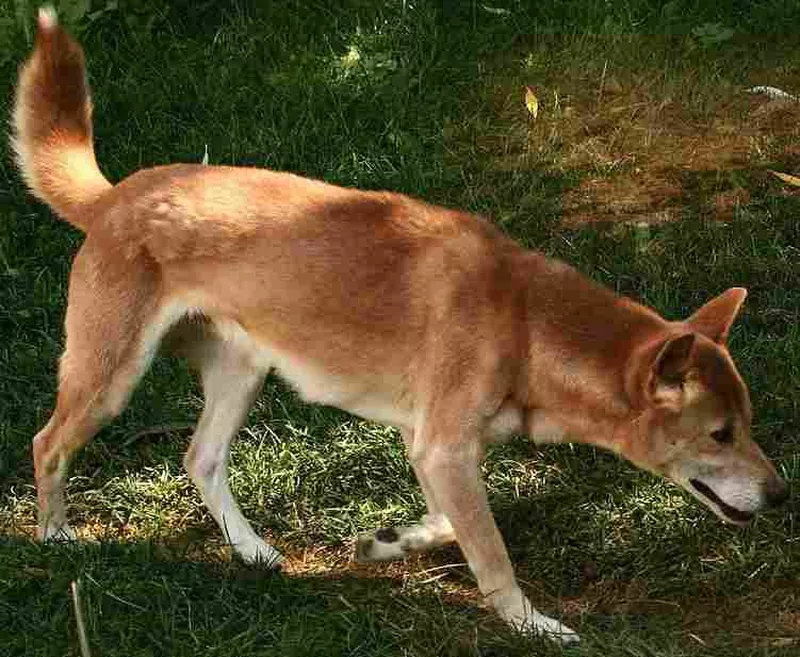 New Guinea singing dog