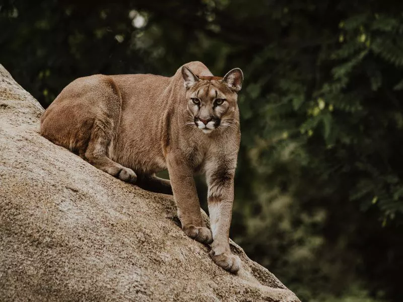 Mountain Lion