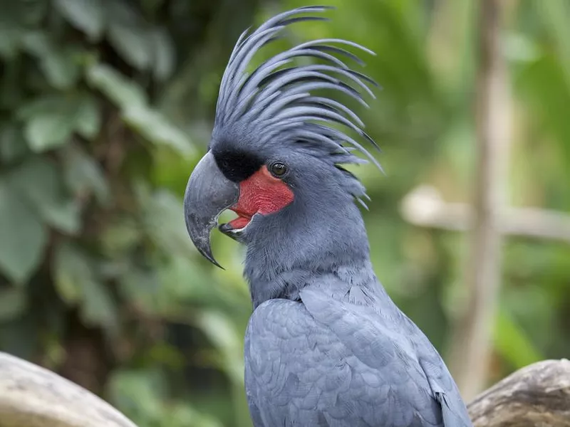 Palm cockatoo