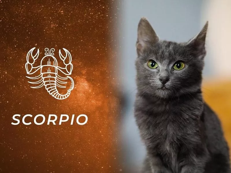 Scorpio: Russian Blue