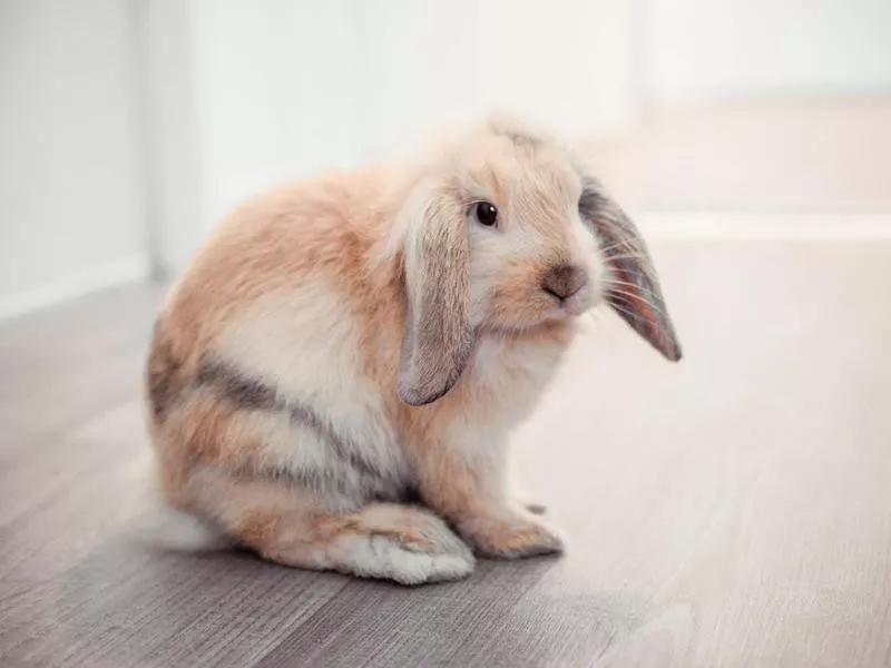 Training a rabbit to sit