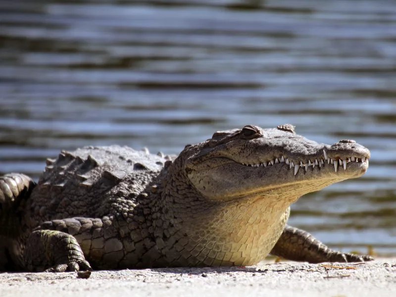 American Crocodile