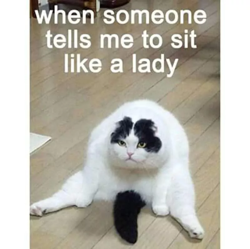 Stubborn cat meme