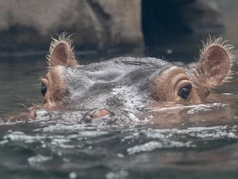 Fiona the Hippo