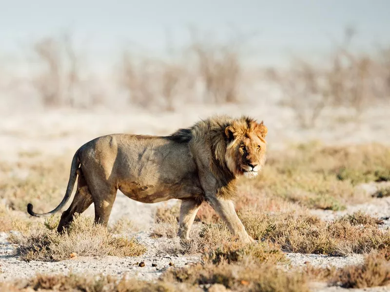 Large male lion