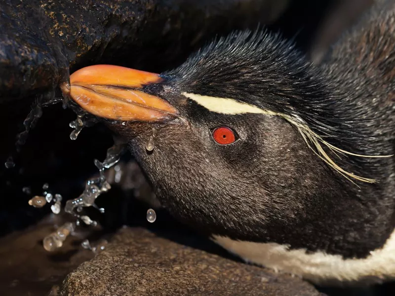 Penguin drinking sea water