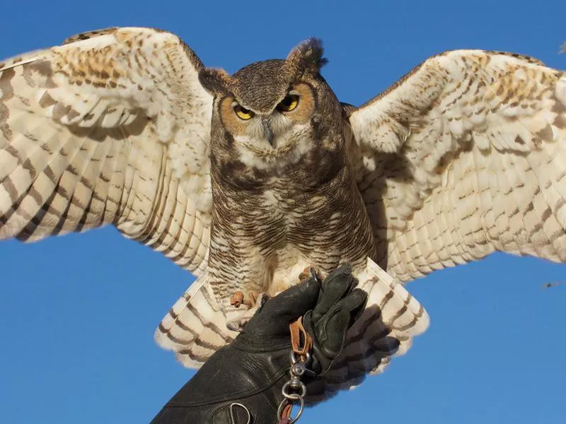 Southwest Wildlife Conservation Center