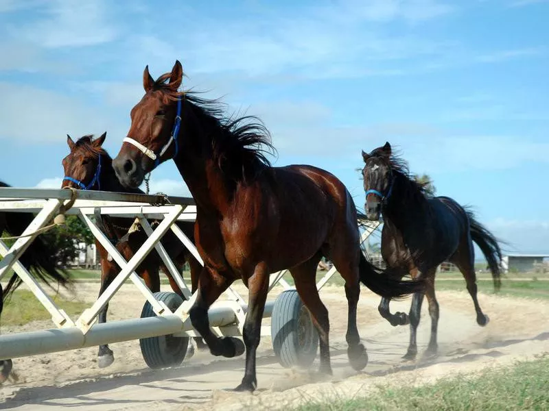 Standardbred