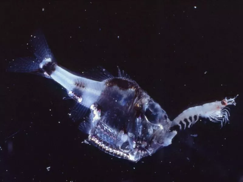 Hatchetfish and dinner