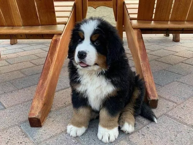 Bernese Mountain Dog