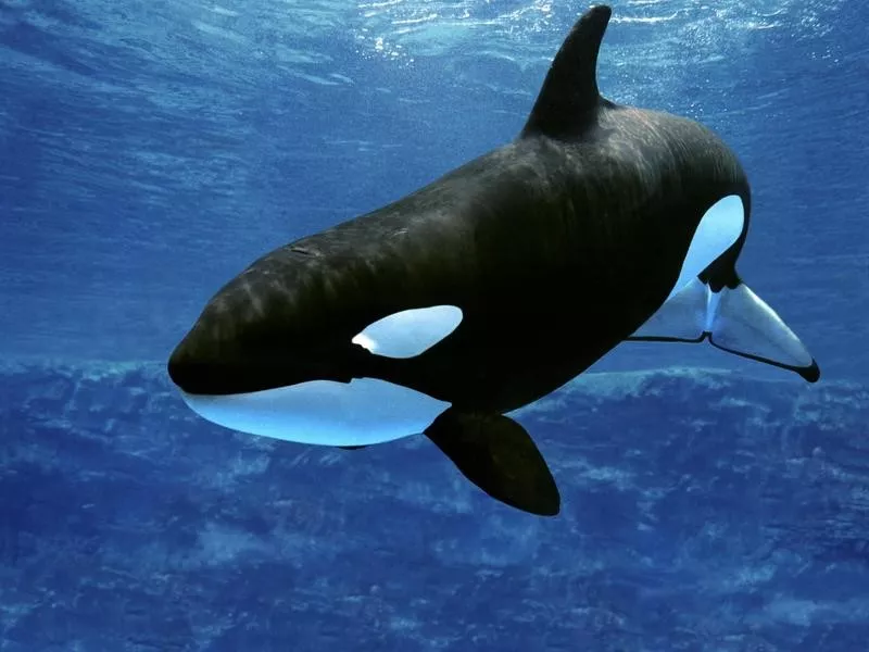 Killer Whale