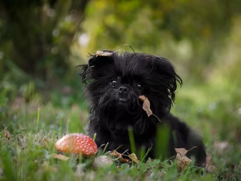 Affenpinscher