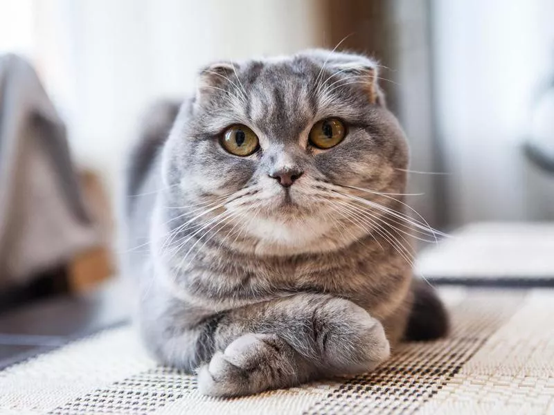 Scottish Fold