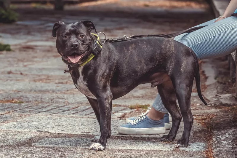 Pit bull dog on a walking path