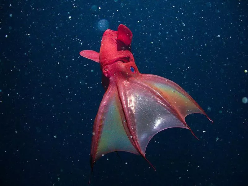 Vampire Squid