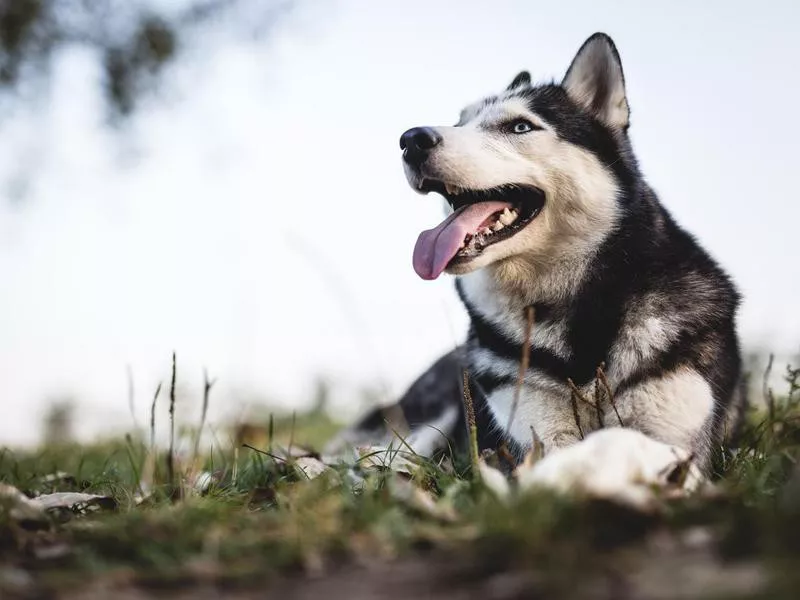 siberian husky