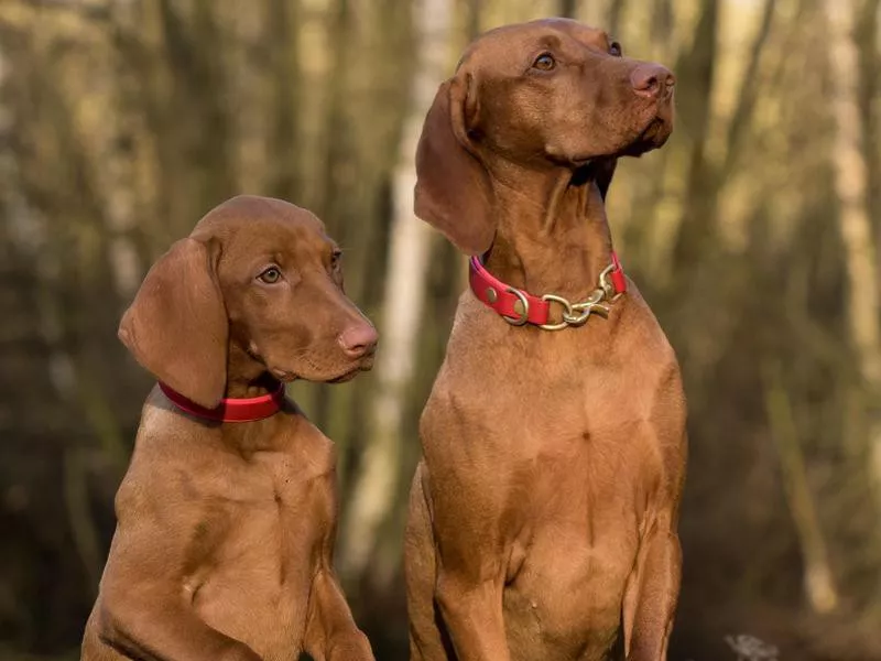 Vizsla