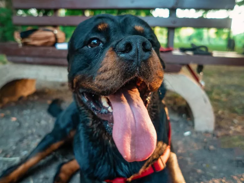 Rottweiler smiling