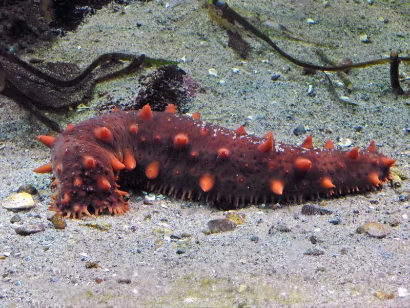 Sea Cucumber