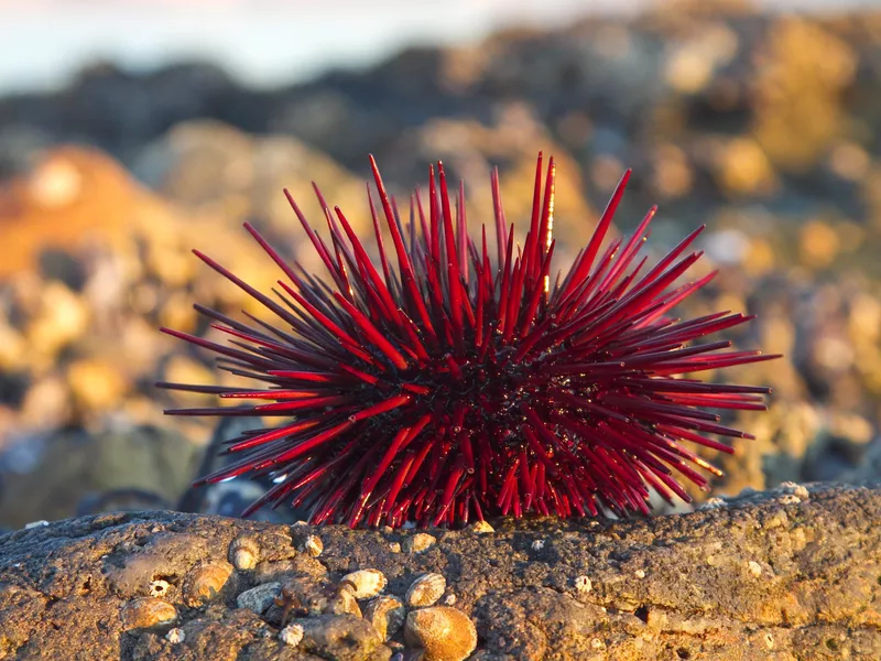 Red Sea Urchin