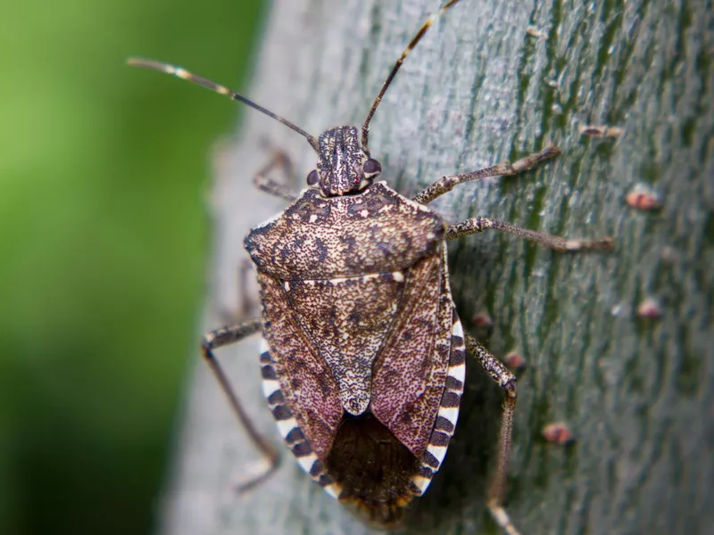 Stinkbug