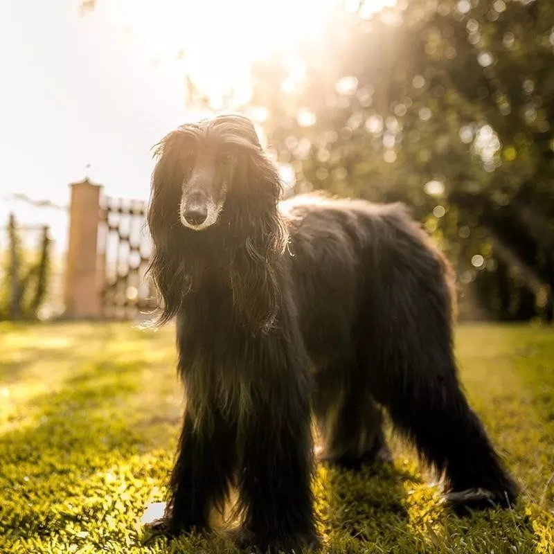 Afghan Hound