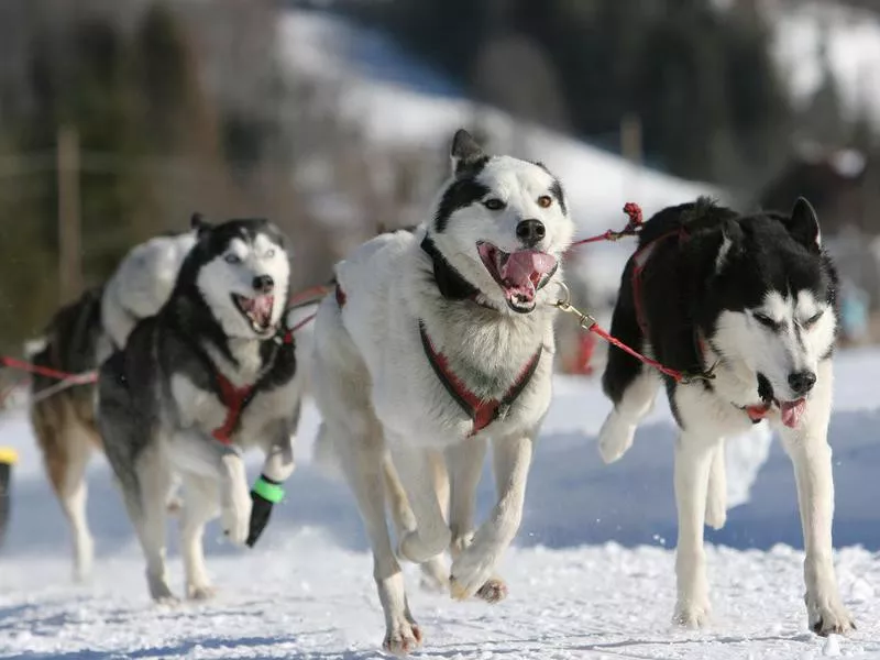 alaskan malamute