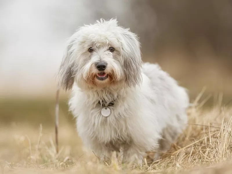 Tulear dog cotton