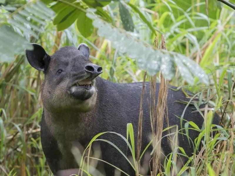 baird tapir