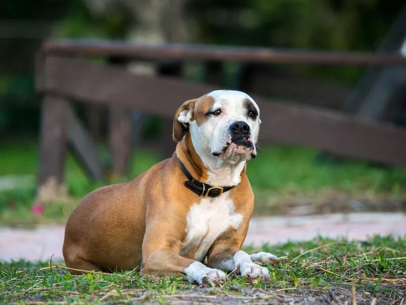 Farm Dog