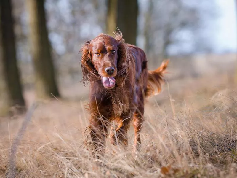 Irish Setter