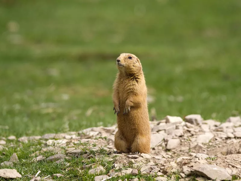 Prairie Dog