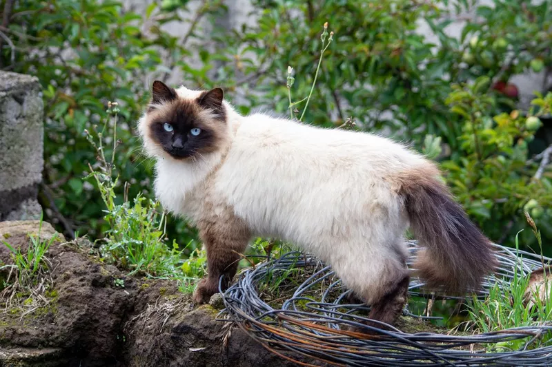 Beautiful Himalayan Siamese cat in the field