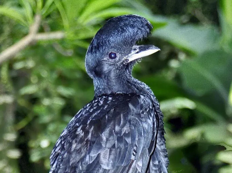 Long-Wattled Umbrellabird