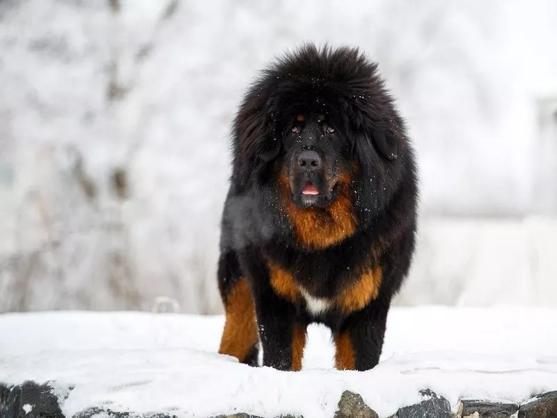 Tibetan Mastiff