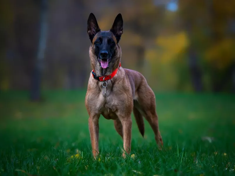 young belgian shepherd