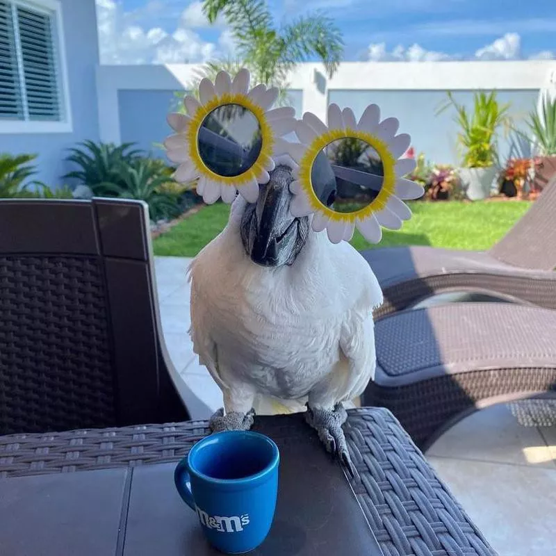 Parrot with sun glasses