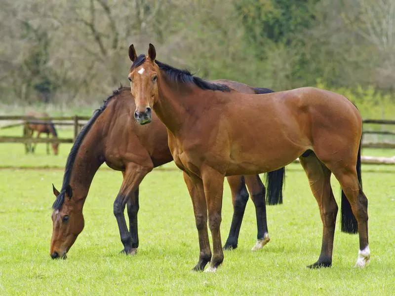 Bay horses grazing in pasture