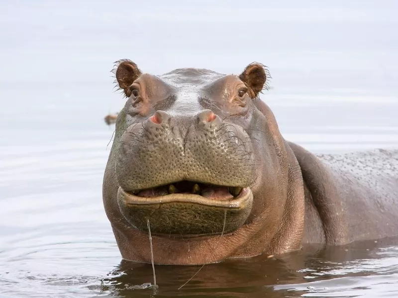 Hippo in water