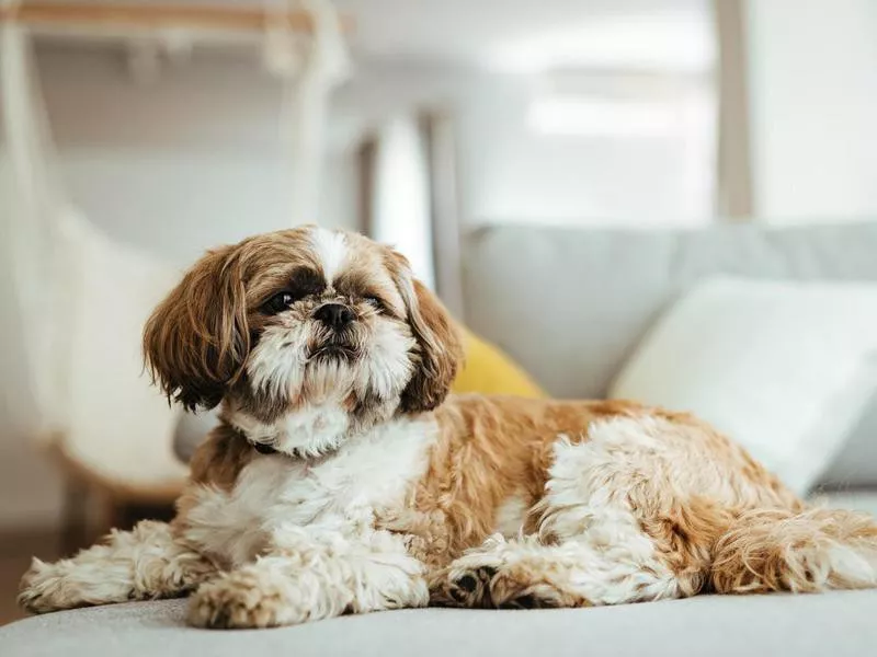 Shih tzu dog relaxing on the sofa