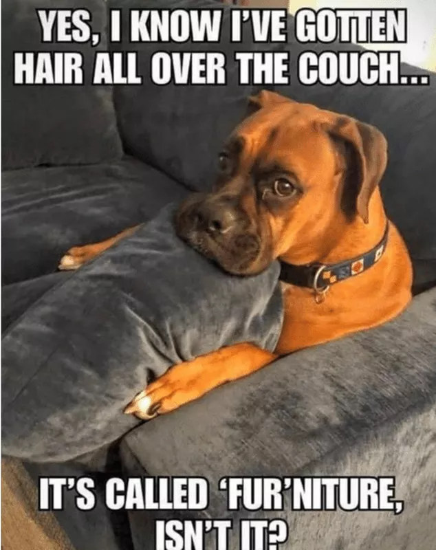 Guilty dog got hair on the couch