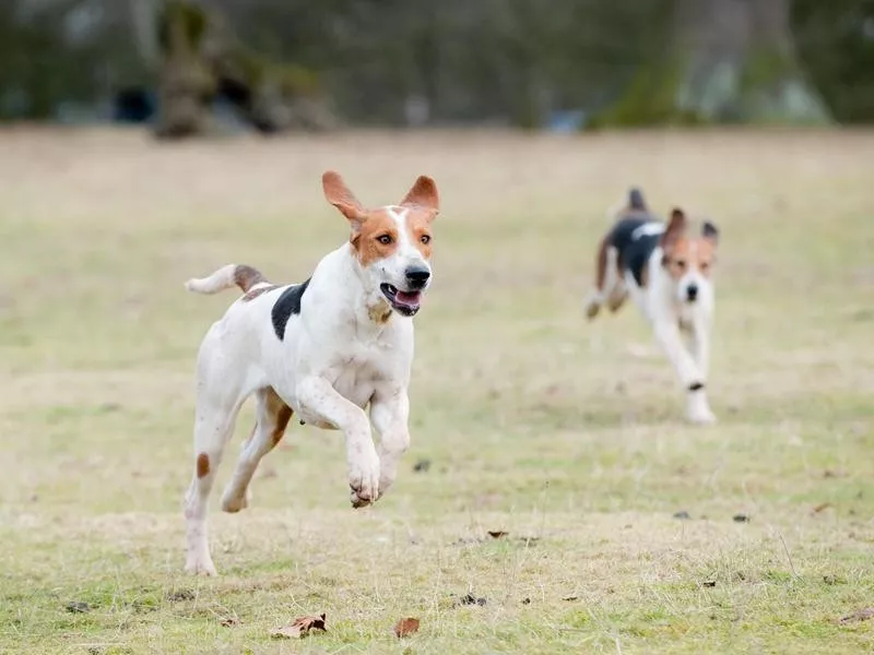 English foxhound